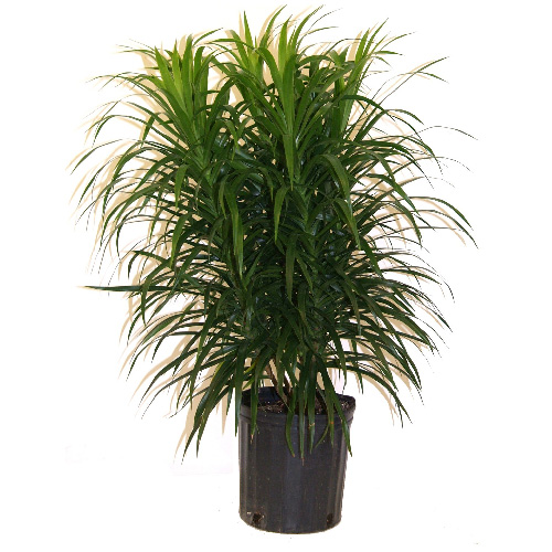 Plantes - Buisson « Anita »