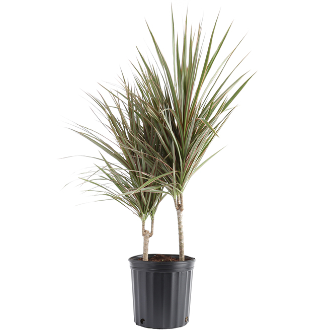 Plants - "Marginata" Bush
