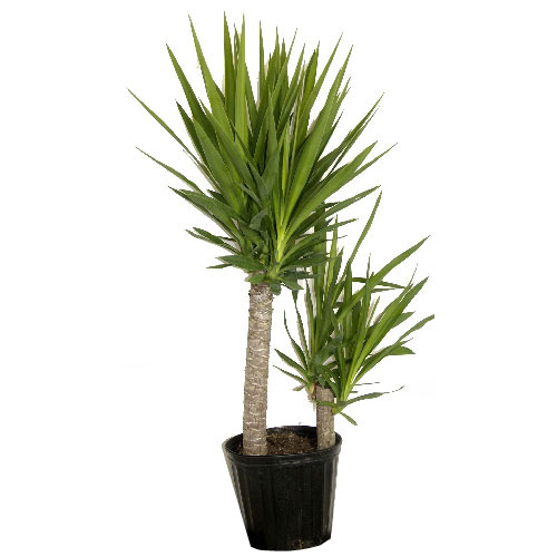 Plantes - Arbuste « Yucca Cane »