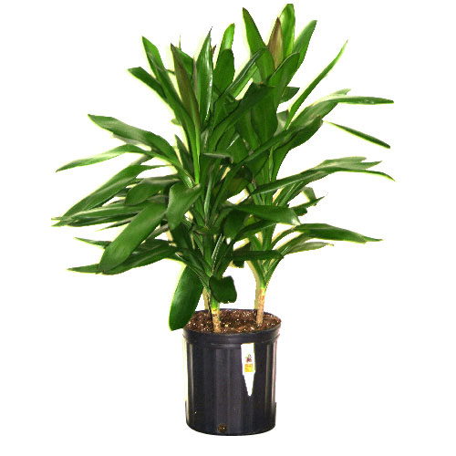 Plants - "Glauca" Tree