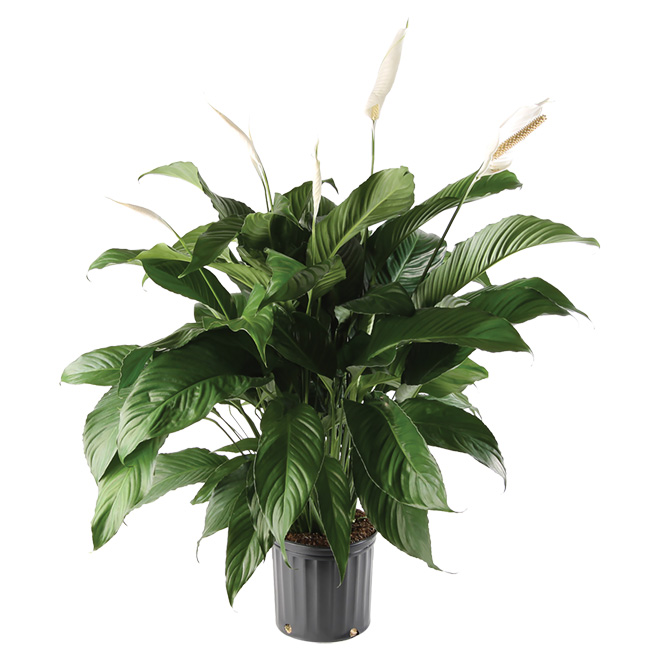 Spathiphyllum