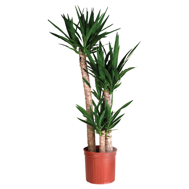 Plant - Yucca Cane Shrub  RONA