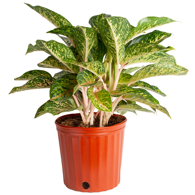 Aglaonema