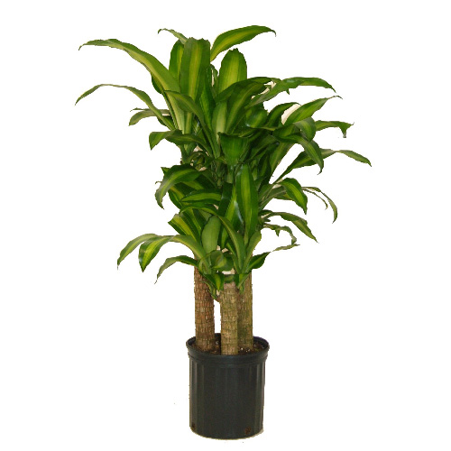 Mass Cane