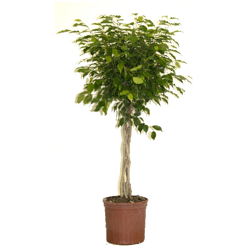 Braid Ficus