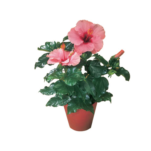 Plantes - Hibiscus « Rose de Chine »