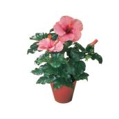 Plantes - Hibiscus « Rose de Chine »