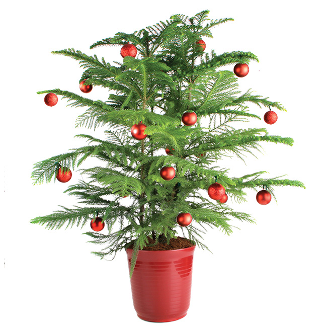 "Norfolk" Decorative Pine