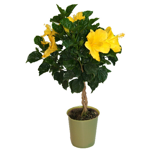 Hibiscus tressé