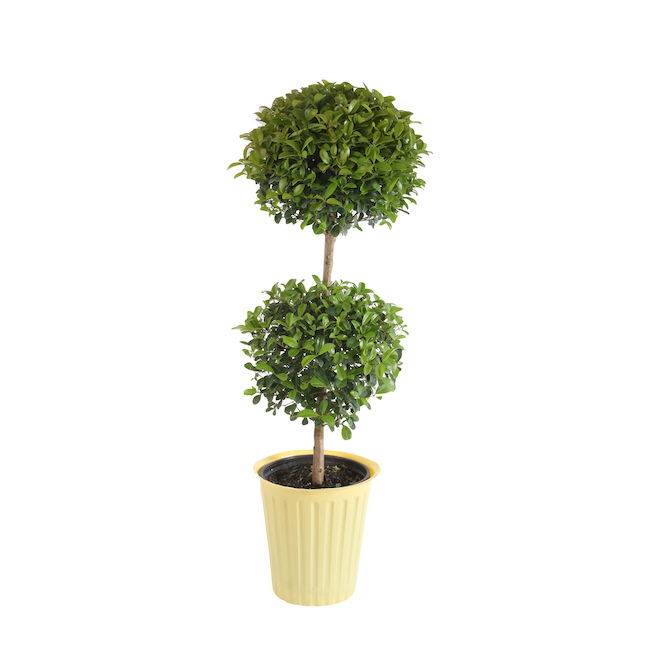 "Eugenia" Topiary
