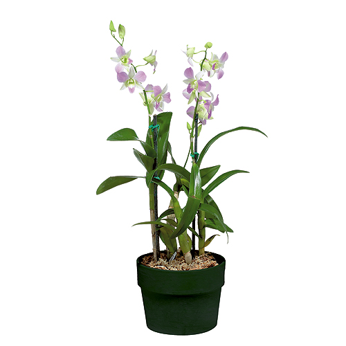 "Dendrobium" Orchid