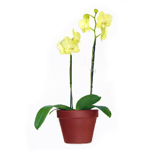 ORCHIDÉE PAPIPLLON