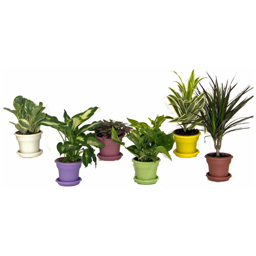 Plante tropicale