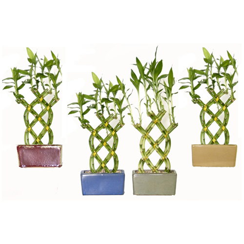 Small Weave Bamboo