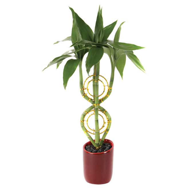 Bamboo