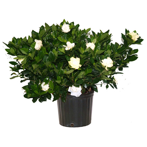 Gardenia buisson, 10"