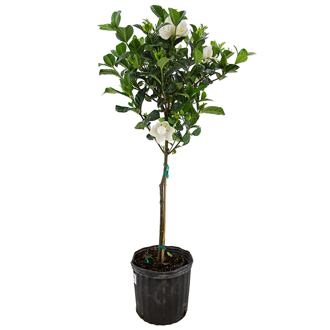 Gardenia standard