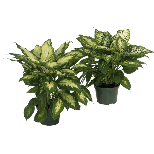Plante Dieffenbachia