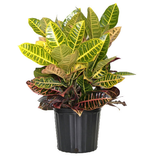 Croton