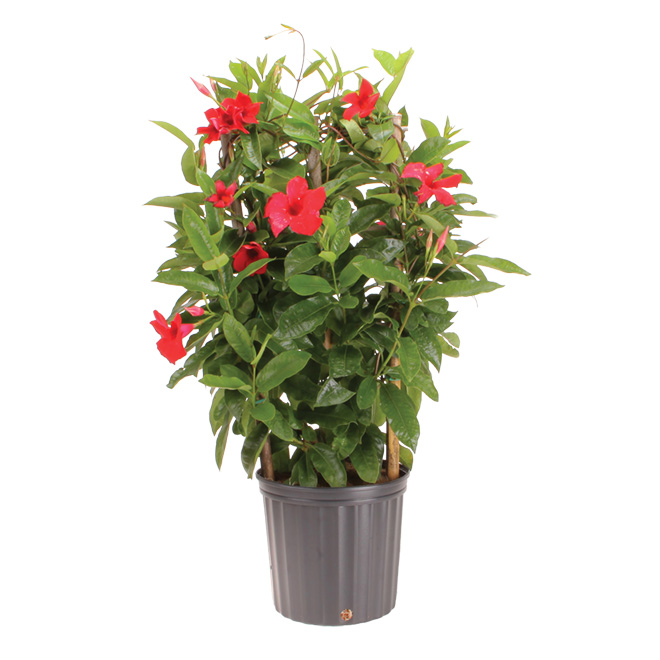 Mandevilla «Suntory Crimson»