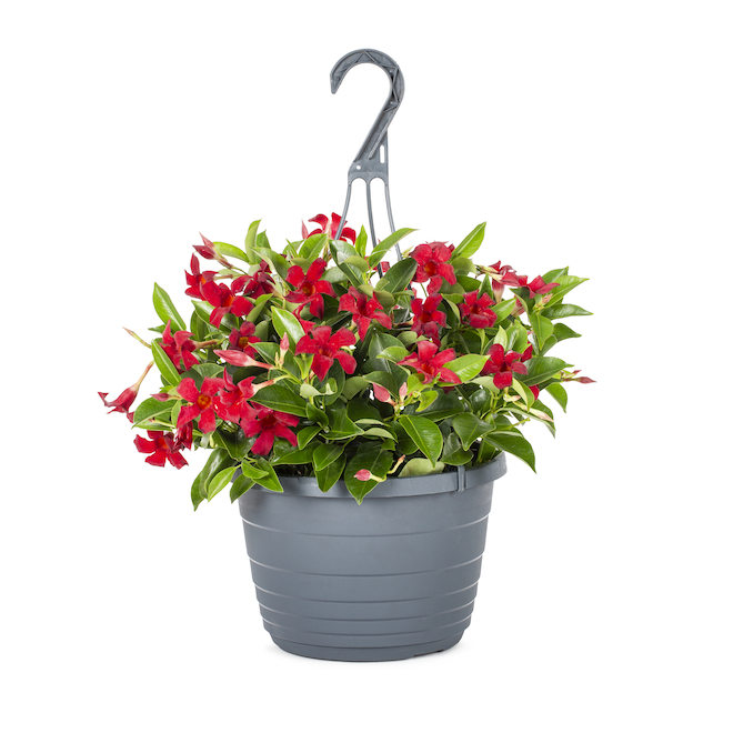 Mandevilla Hanging Basket