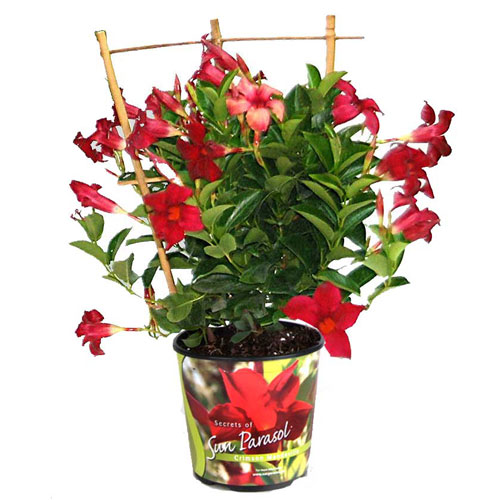 Mandevilla
