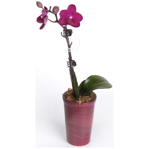 Orchidée Phalaenopsis