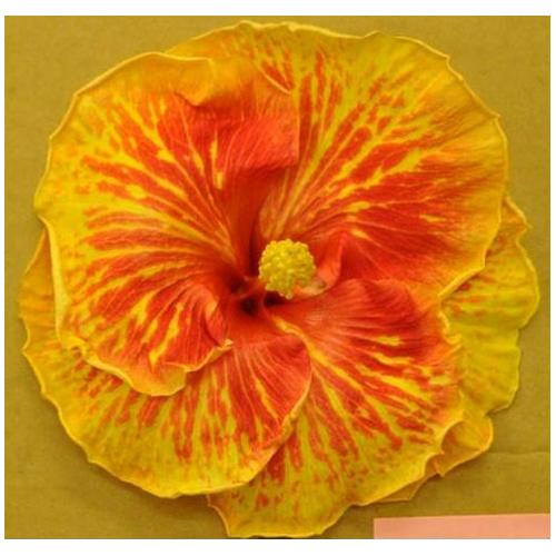 Standard Hibiscus
