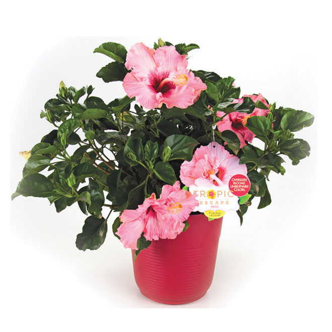 Hibiscus en buisson «Tropic escape»