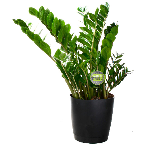 Tropical Plant
