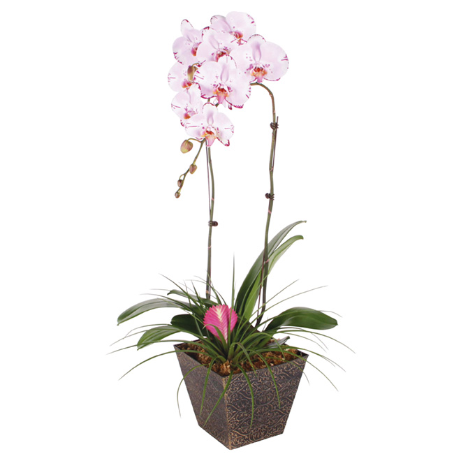 Orchidée «Bromelia»