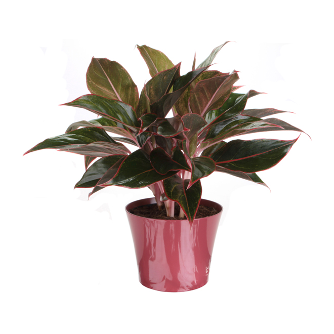 Aglaonema