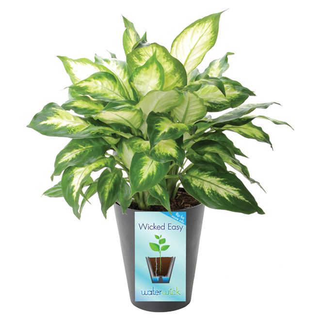 Tropical Plant - 6"
