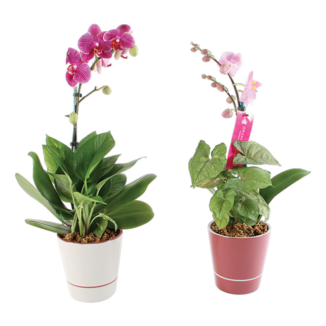 Orchid - 5"
