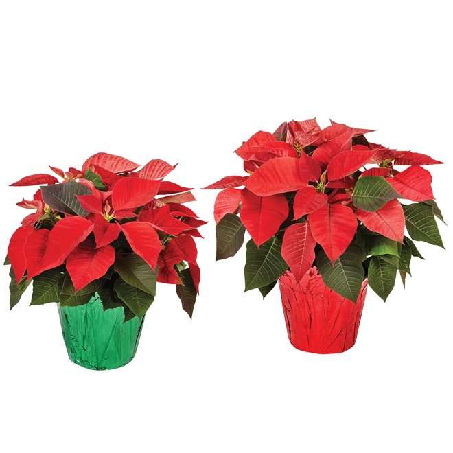 Poinsettia