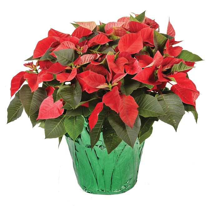 Poinsettia - 12"
