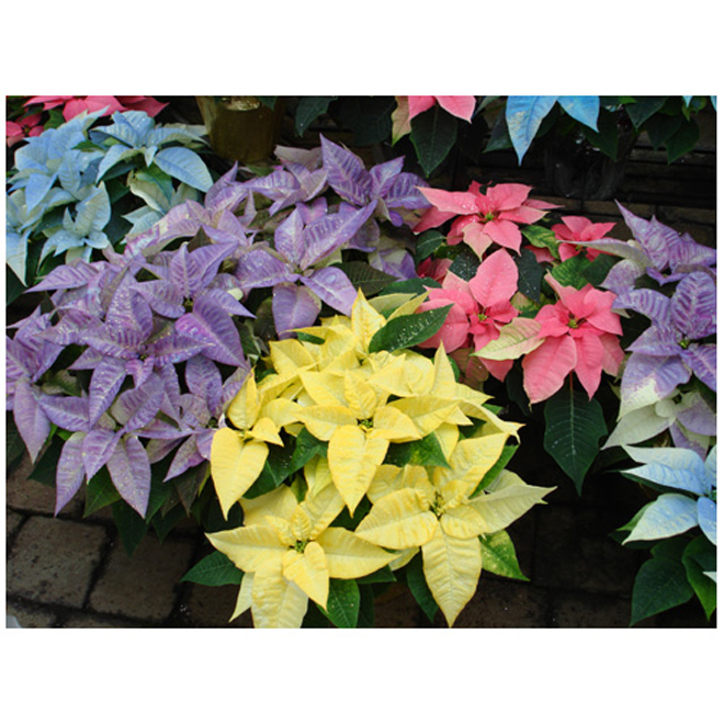 Poinsettia