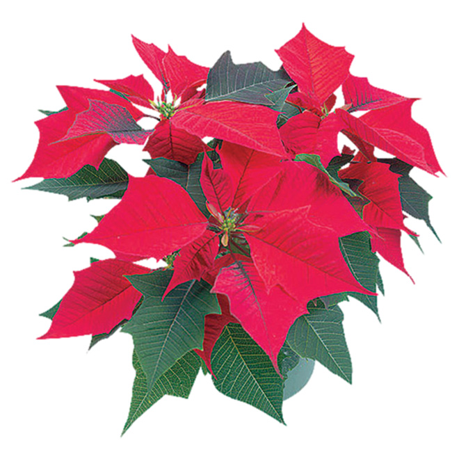 Poinsettia