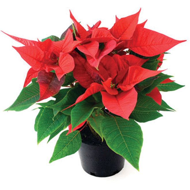 Poinsettia