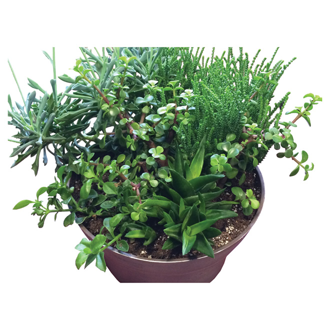 Plantes grasses, 11"