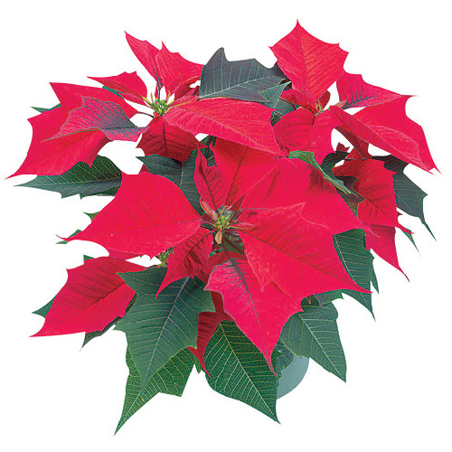 Poinsettia