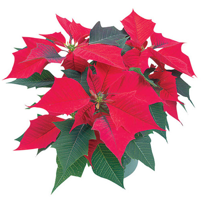 Poinsettia