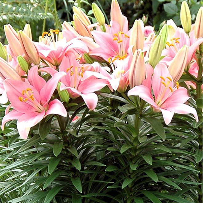 Lys de Pâques
