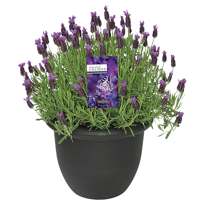 Anouk Lavender Shrub